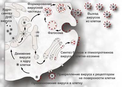герпес